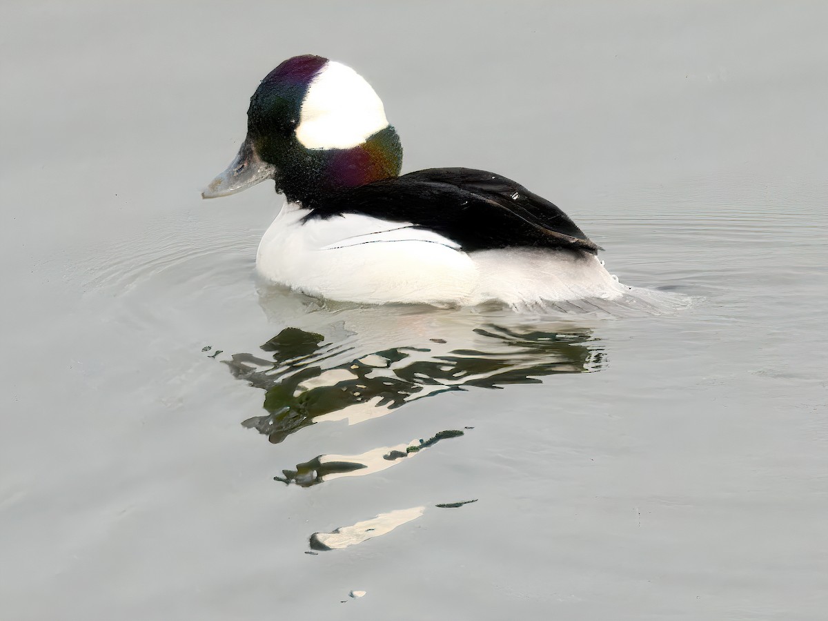 Bufflehead - ML647805822