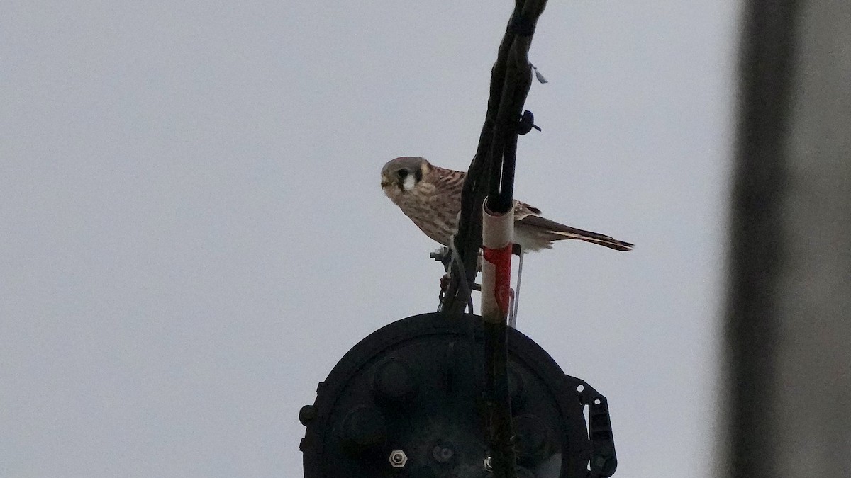 American Kestrel - ML647805823