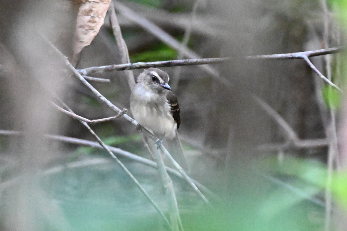 Fuscous Flycatcher - ML647805824