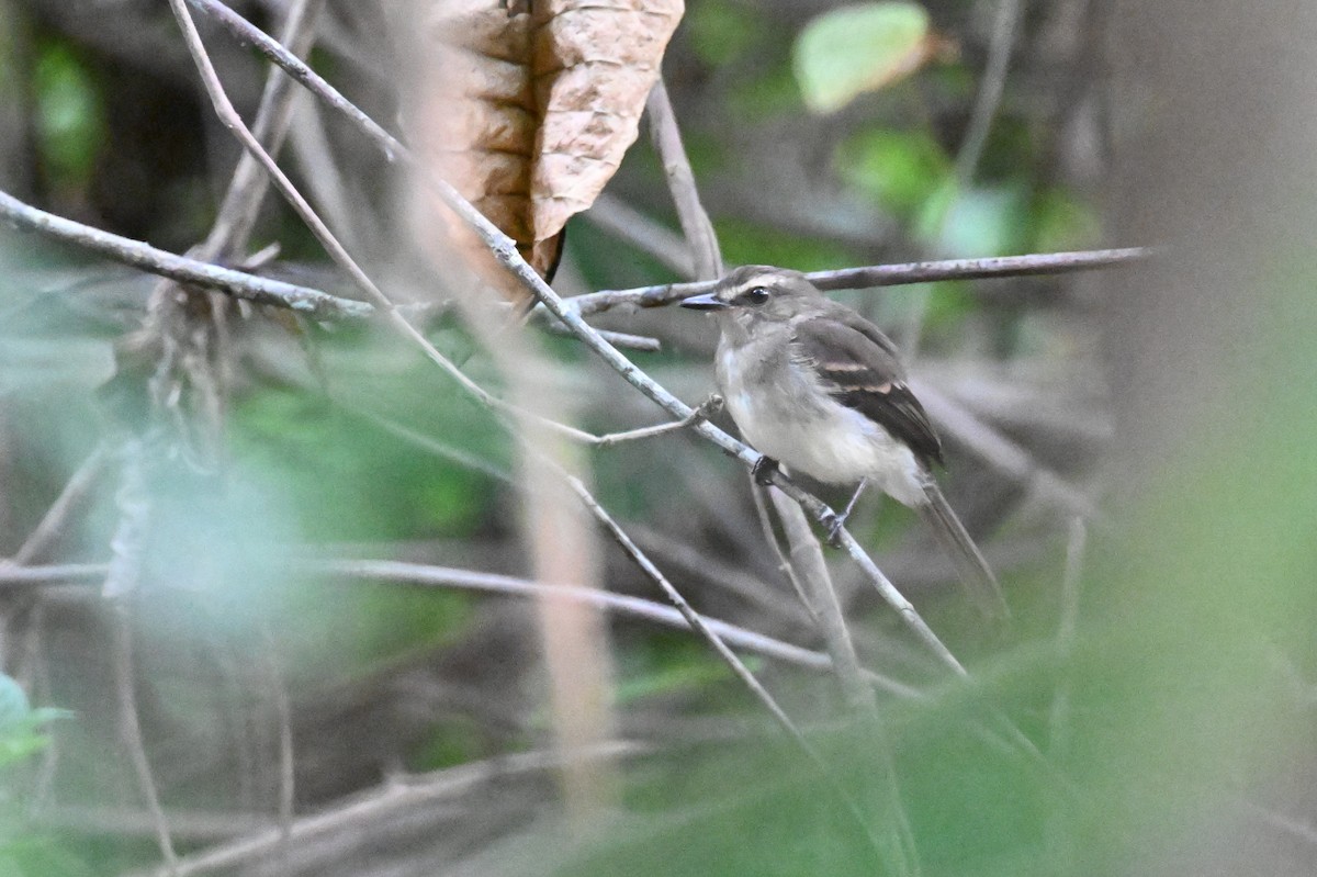 Fuscous Flycatcher - ML647805825