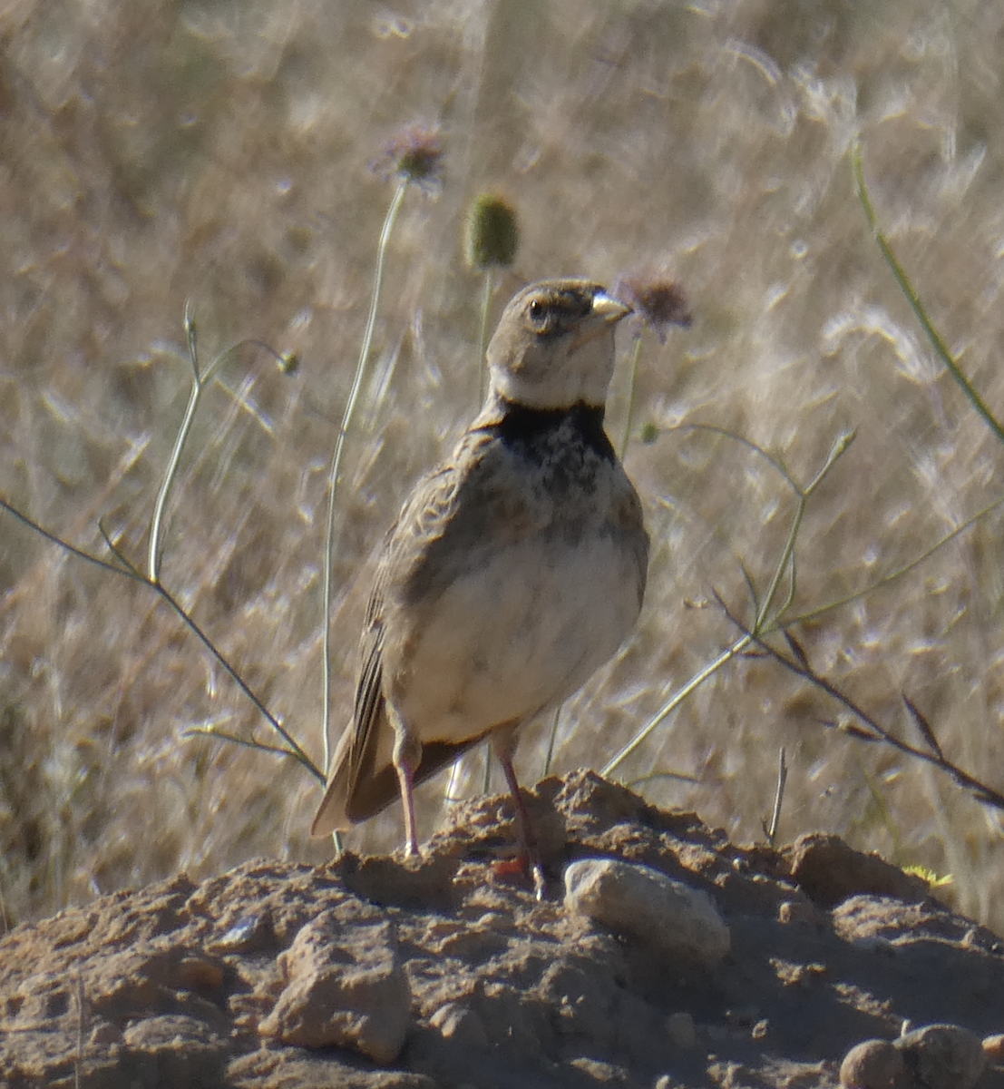 Calandra Lark - ML647805826