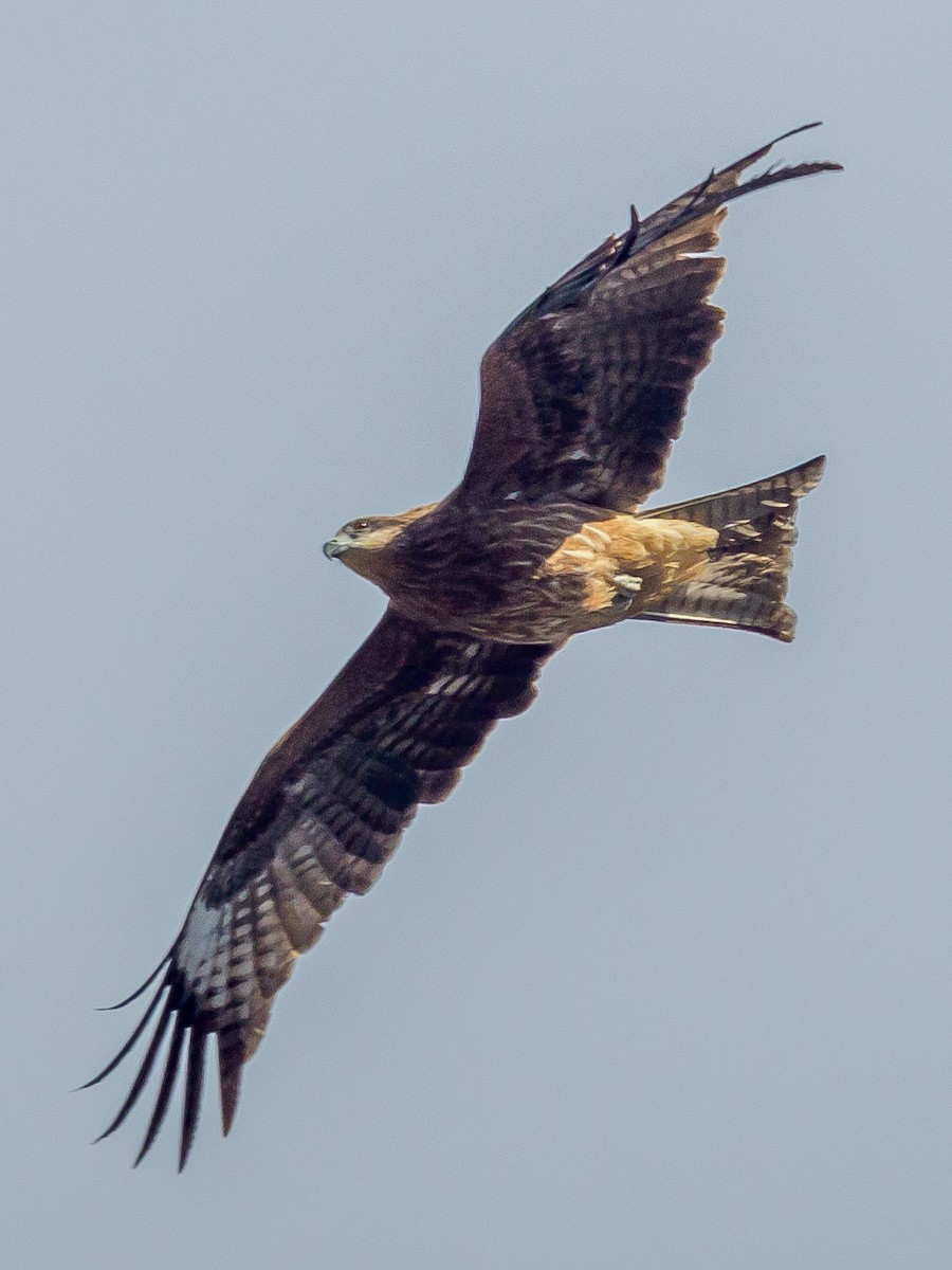 Black Kite - ML647805827