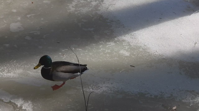 ברכיה - ML647805828