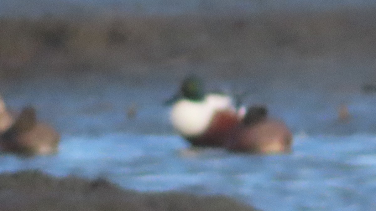 Northern Shoveler - ML647805831