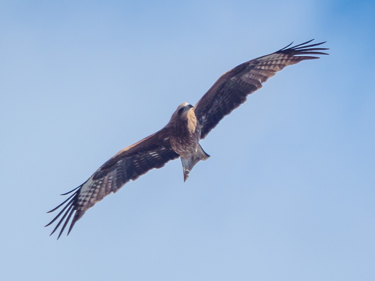 Black Kite - ML647805832