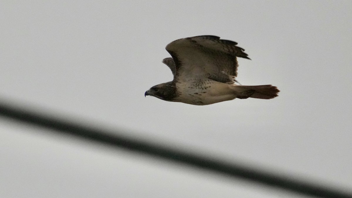 Red-tailed Hawk - ML647805833
