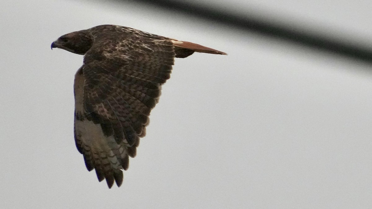 Red-tailed Hawk - ML647805836