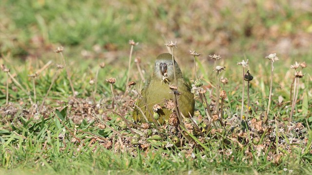 Periquito Roquero - ML647805838