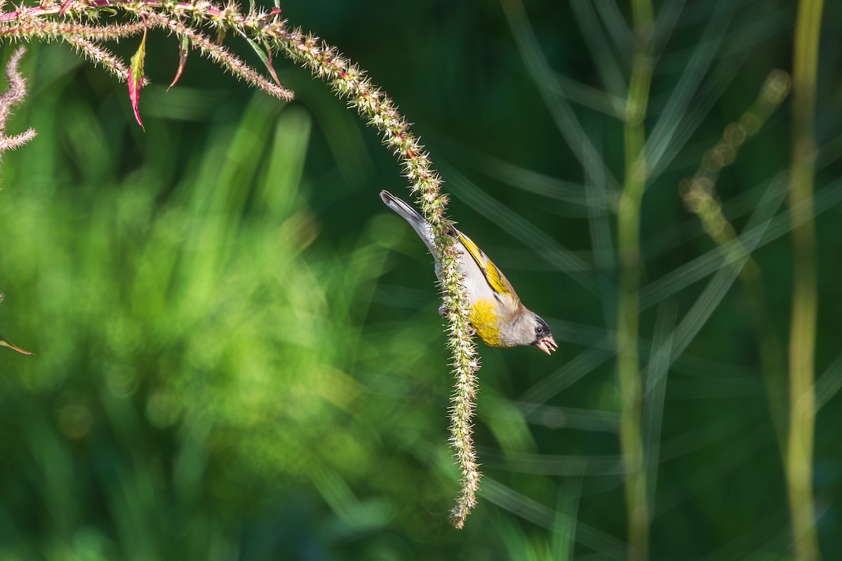 Lawrence's Goldfinch - ML647805839