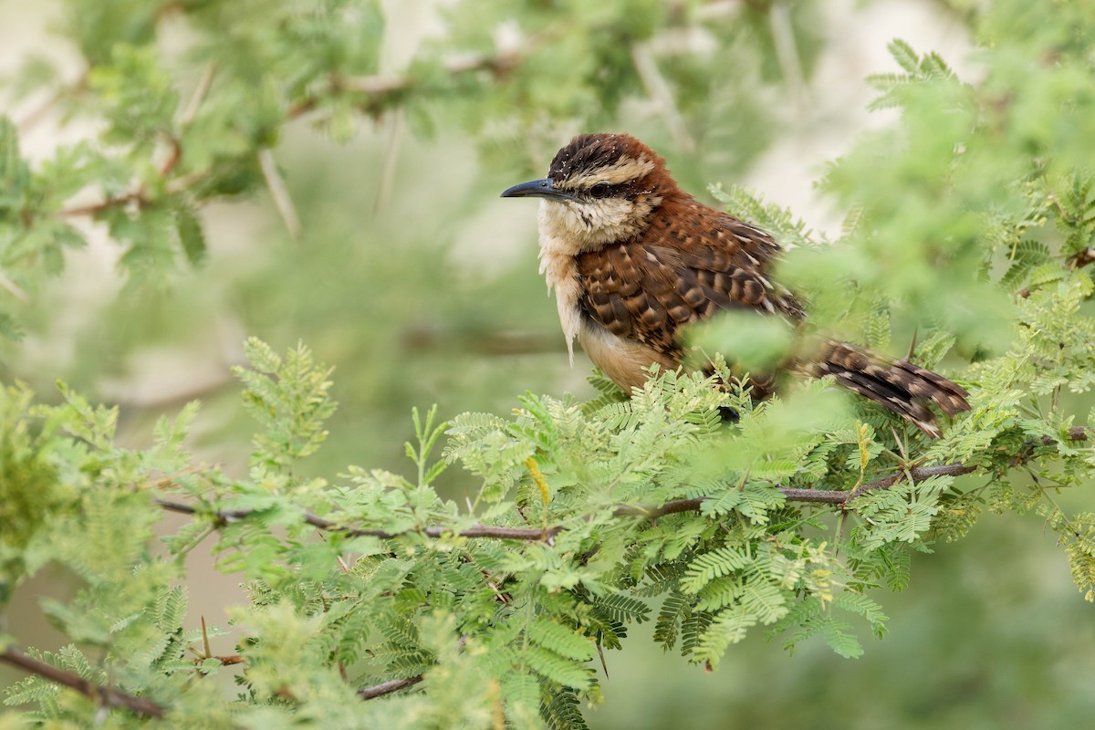 Russet-naped Wren - ML647805840