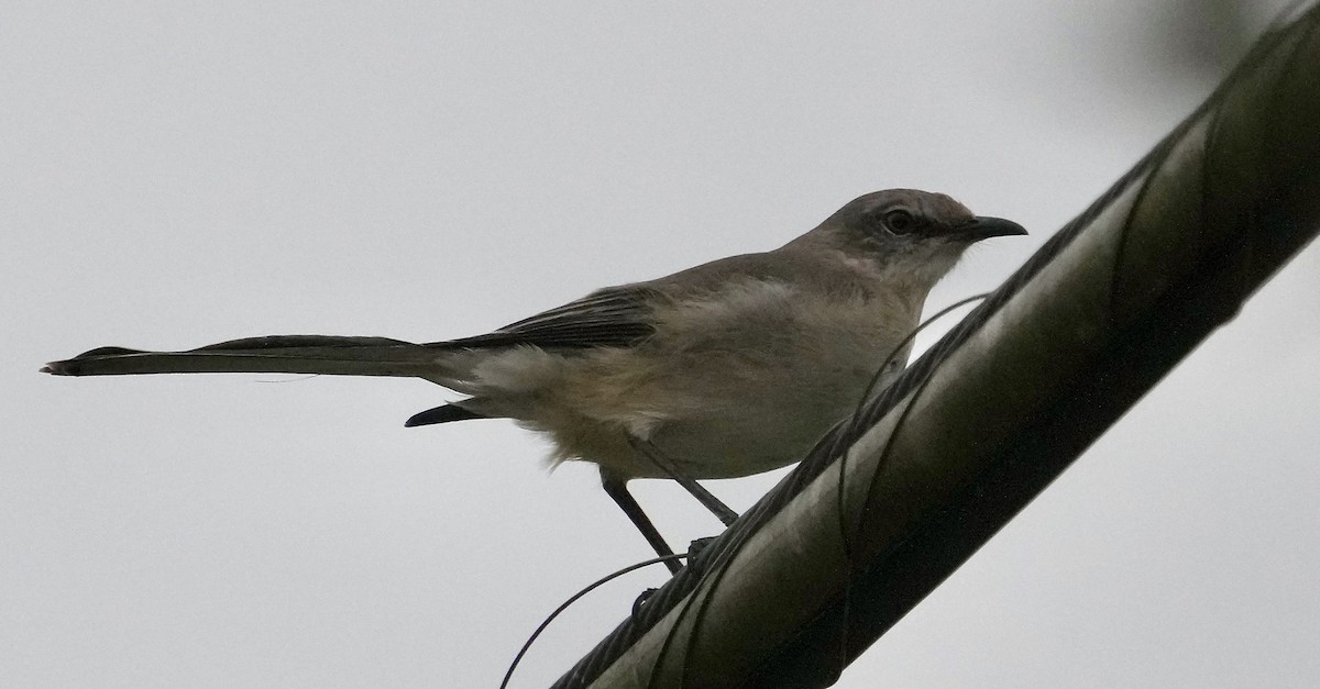 Northern Mockingbird - ML647805841