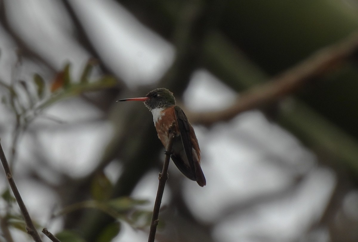 Amazilia Hummingbird - ML647805843