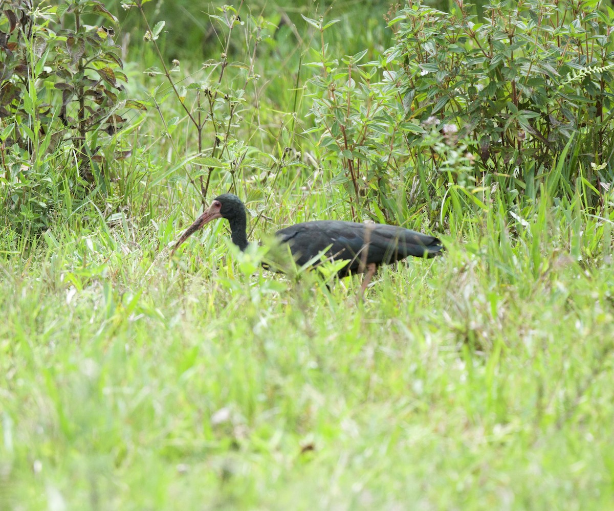 Ibis Afeitado - ML647805845