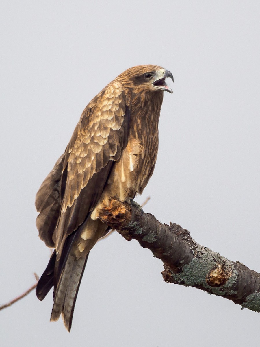 svartglente - ML647805851