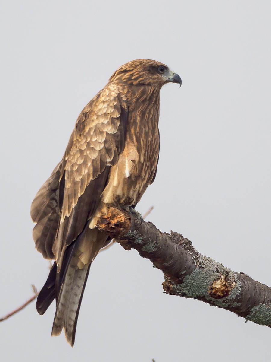 svartglente - ML647805854