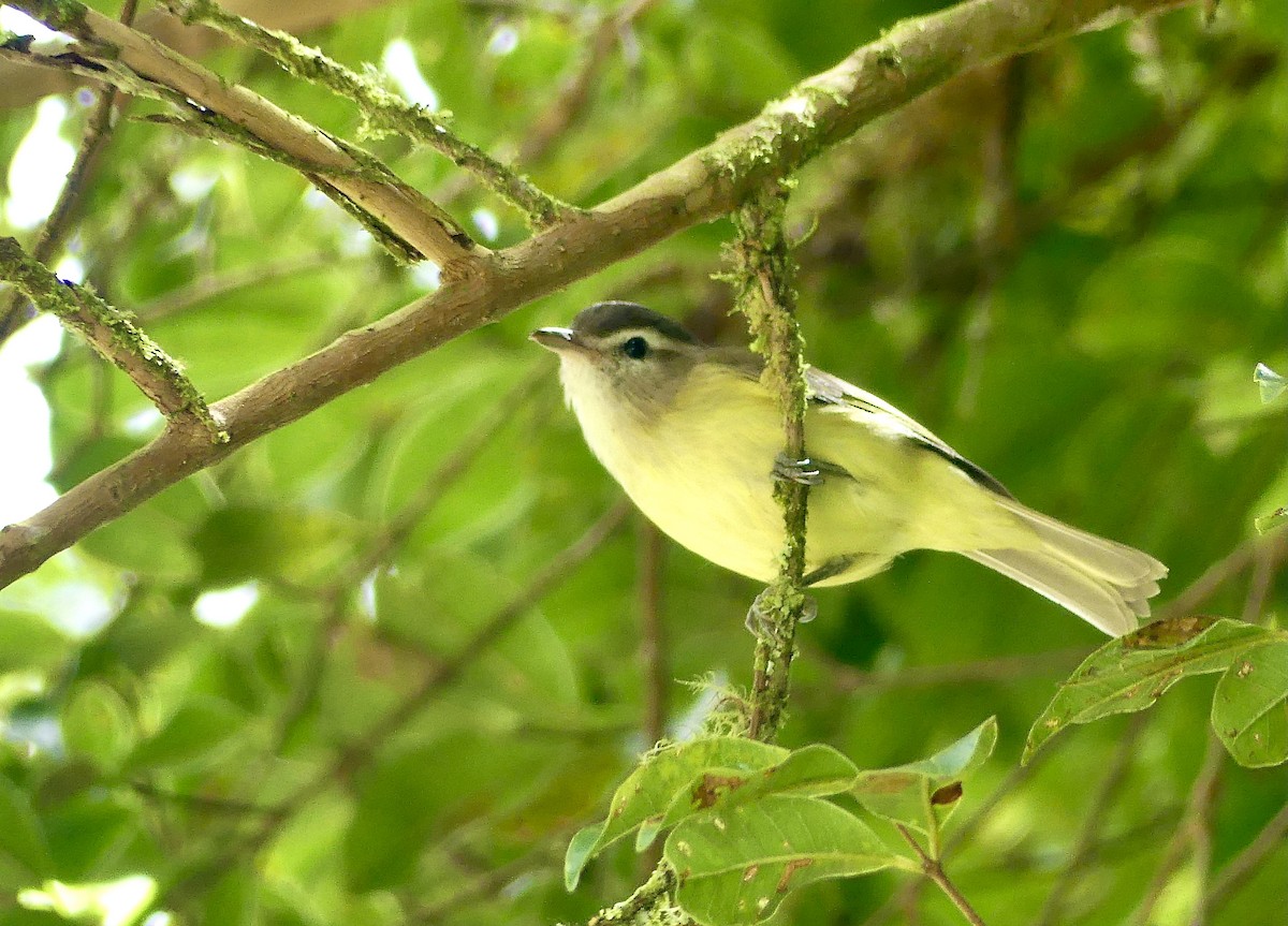 Brown-capped Vireo - ML647805869