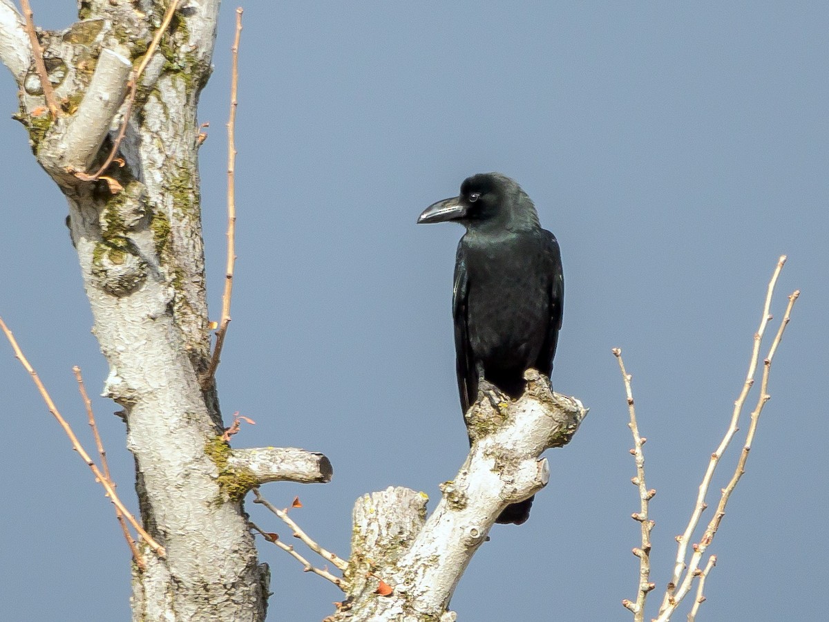 tykknebbkråke - ML647805870