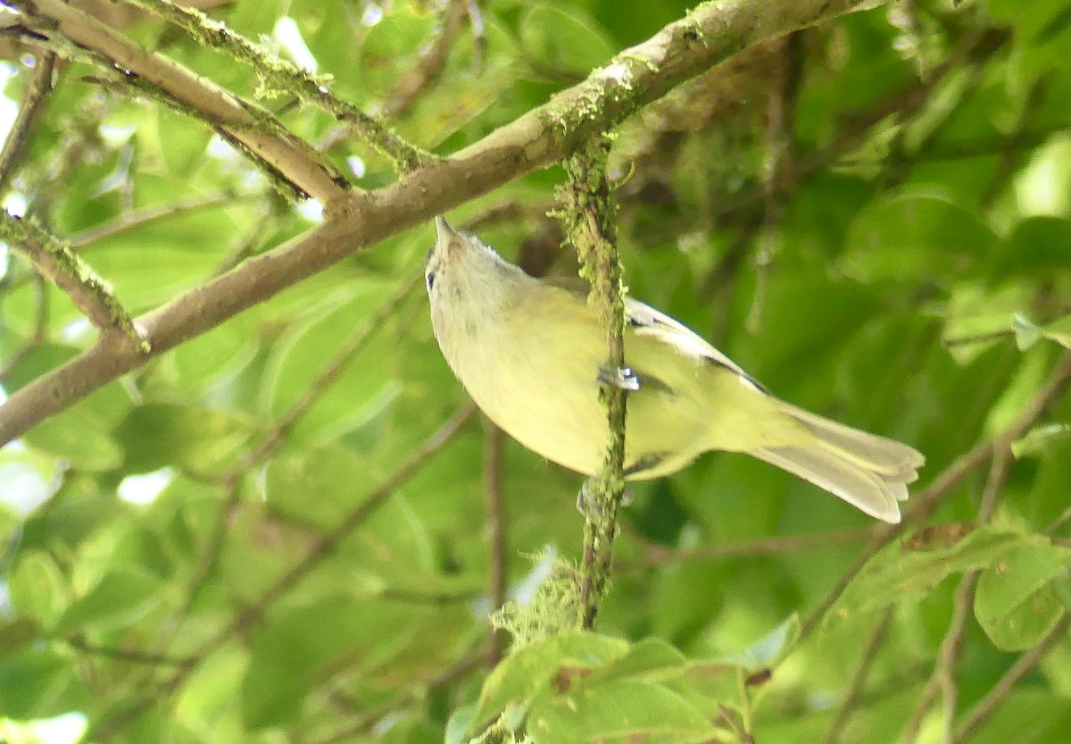 Brown-capped Vireo - ML647805878