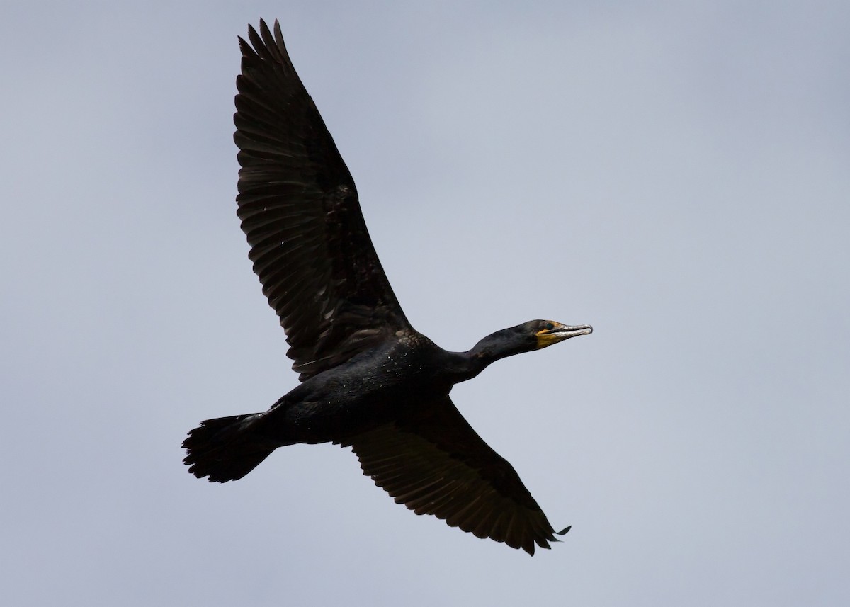 Double-crested Cormorant - ML647805885