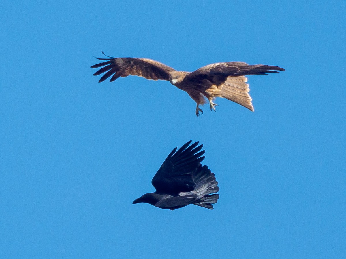 Black Kite - ML647805886