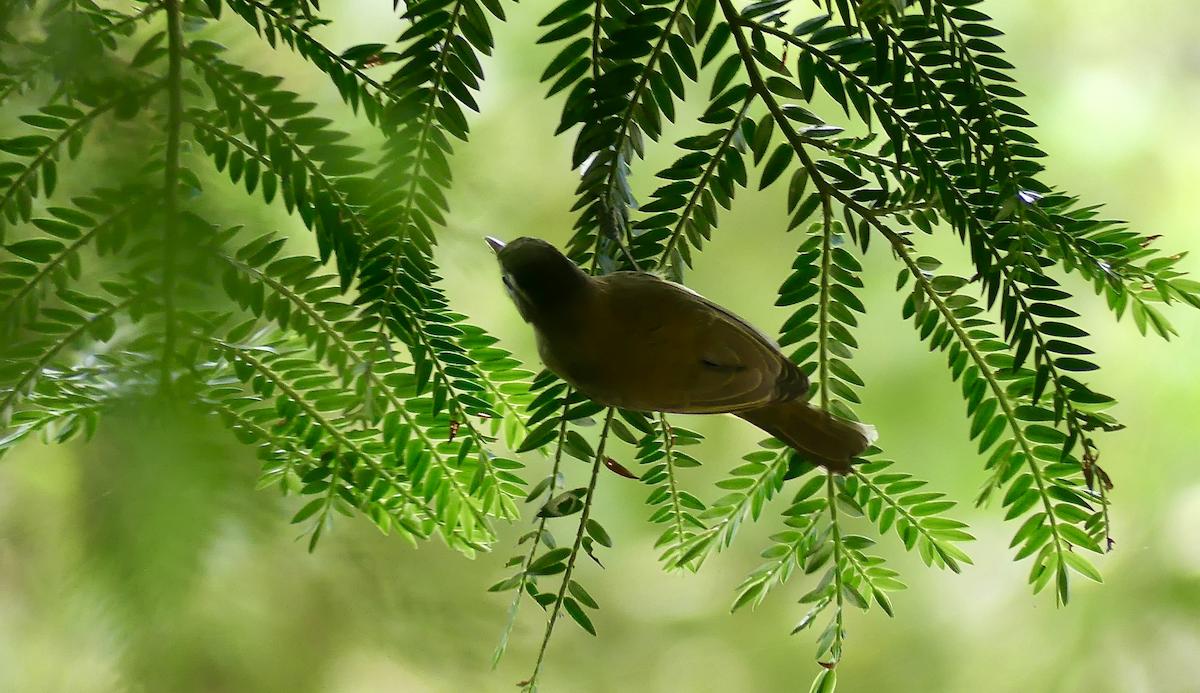 Brown-capped Vireo - ML647805887