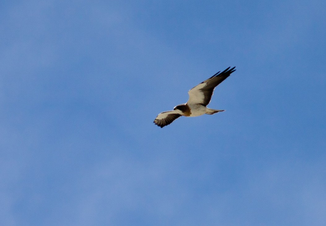 Swainson's Hawk - ML647805888