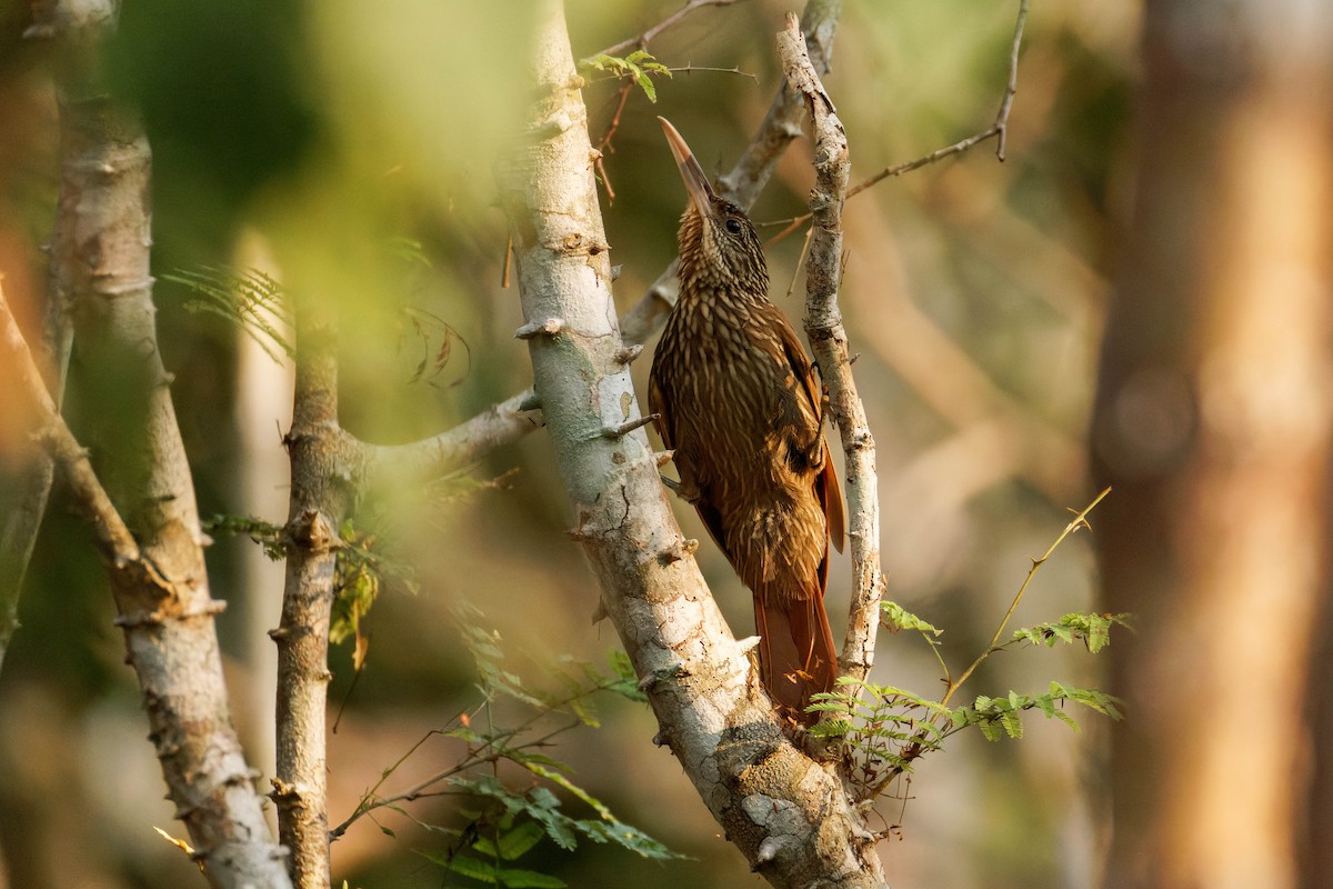 Ivory-billed Woodcreeper - ML647805891