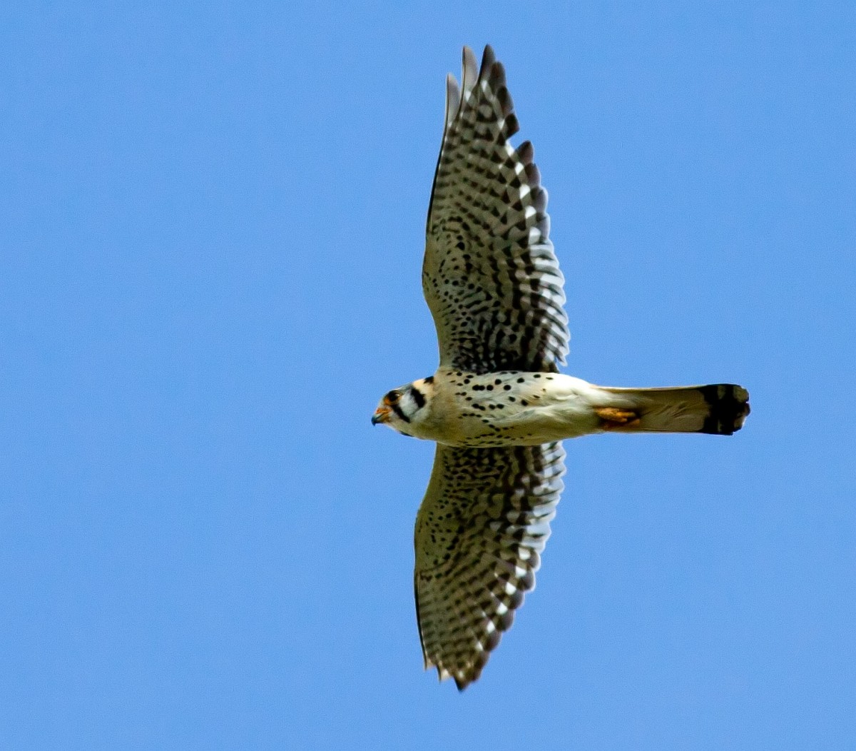 American Kestrel - ML647805895