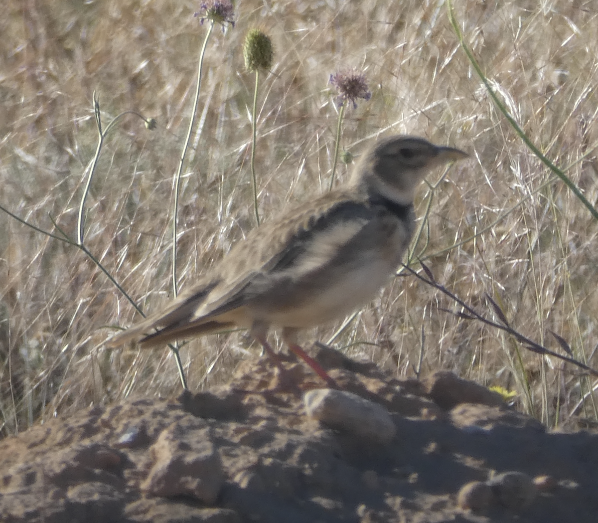 Calandra Lark - ML647805897