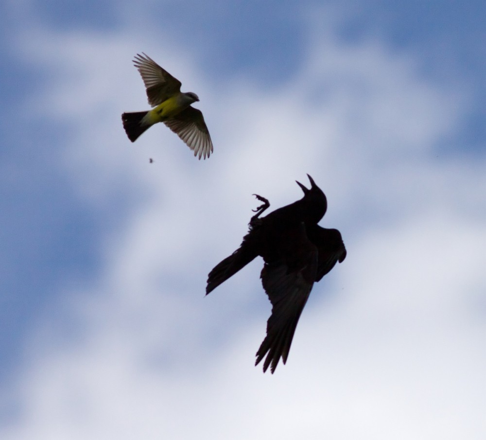 Western Kingbird - ML647805900