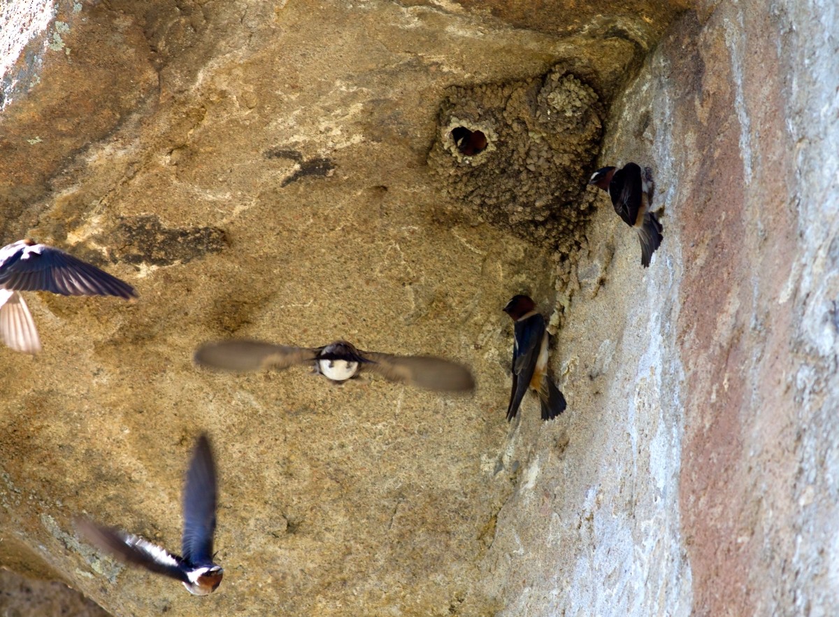 Cliff Swallow - ML647805904