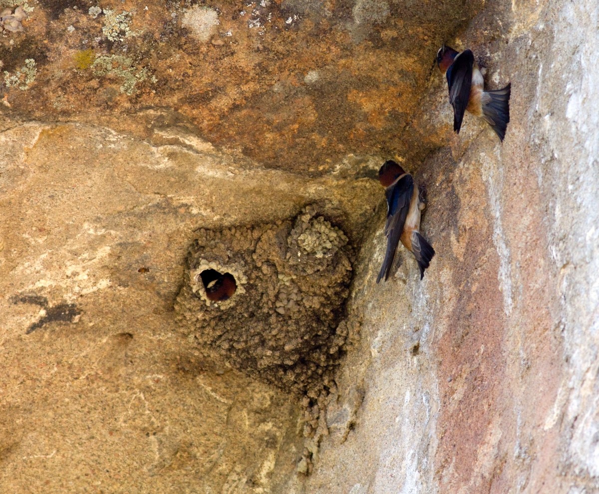 Cliff Swallow - ML647805905