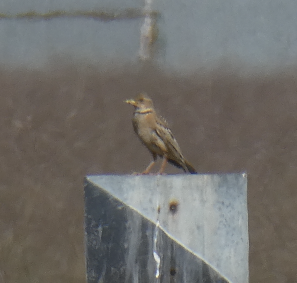 Thekla's Lark - ML647805906