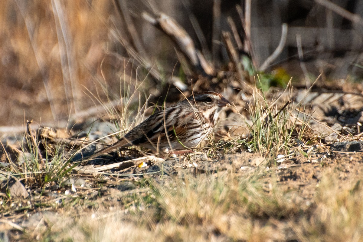 Song Sparrow - ML647805907