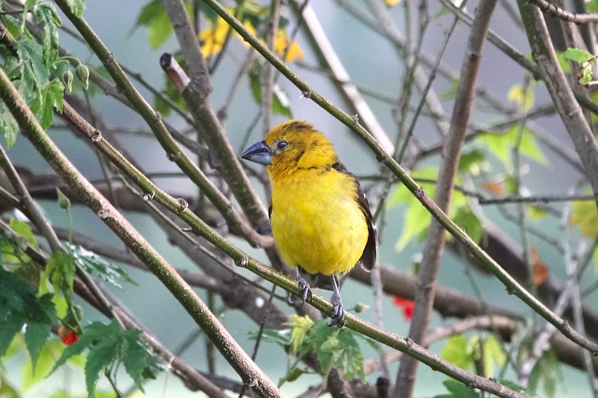 Golden Grosbeak - ML647805908