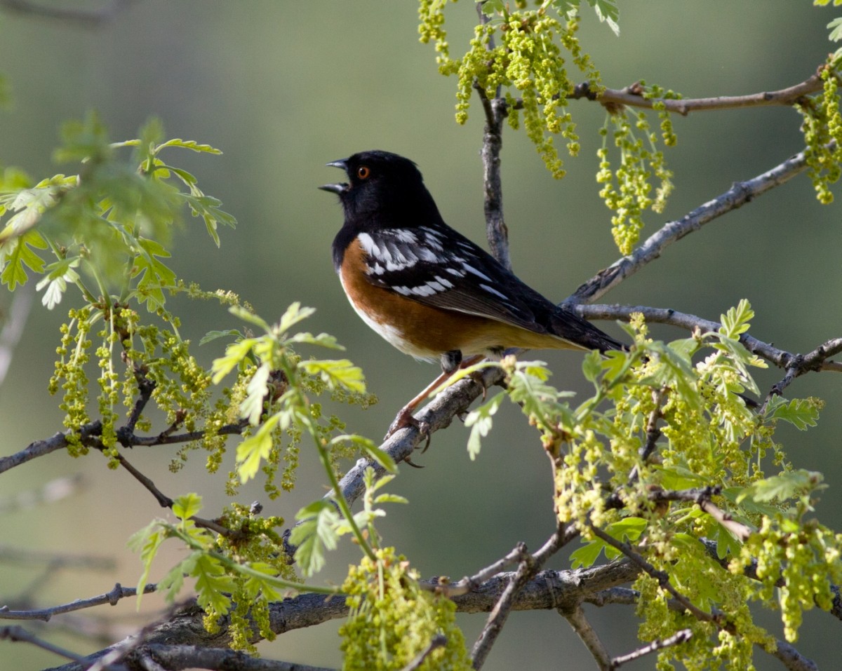 Spotted Towhee - ML647805909