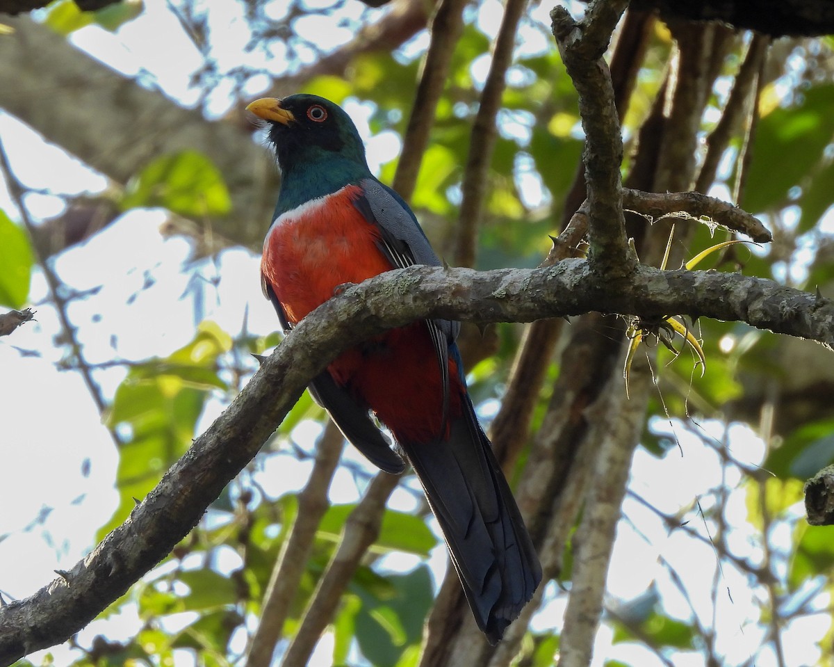 Ecuadorian Trogon - ML647805910