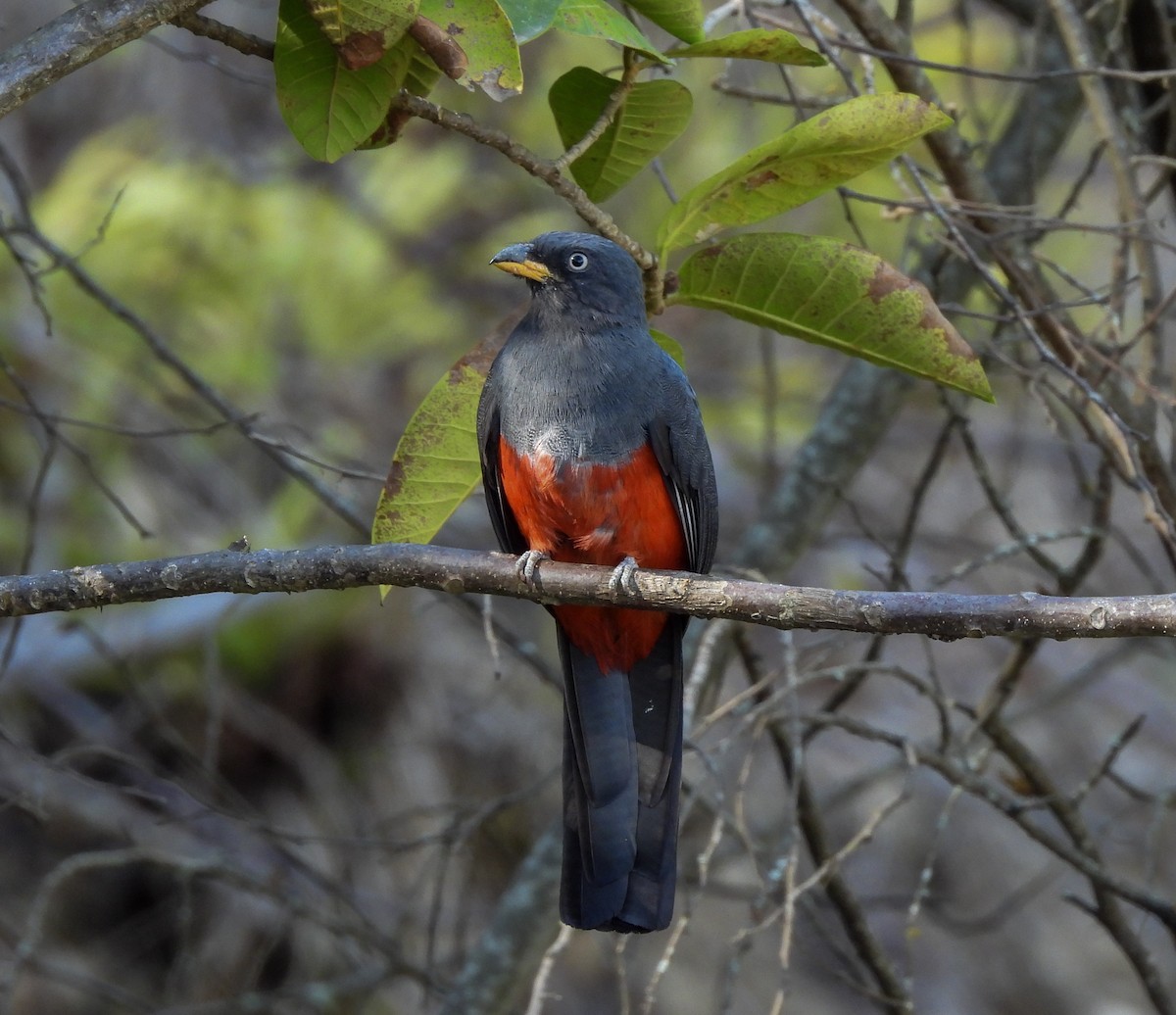Ecuadorian Trogon - ML647805912