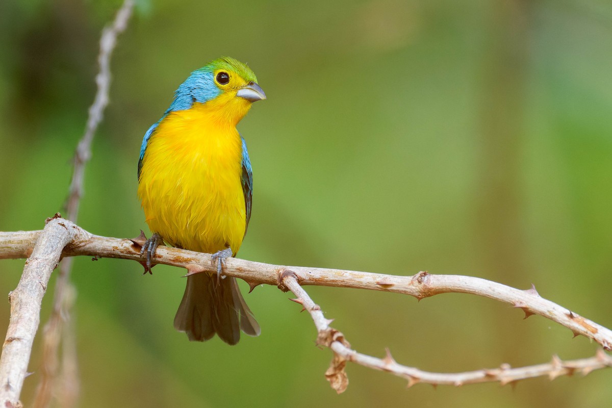 Orange-breasted Bunting - ML647805913