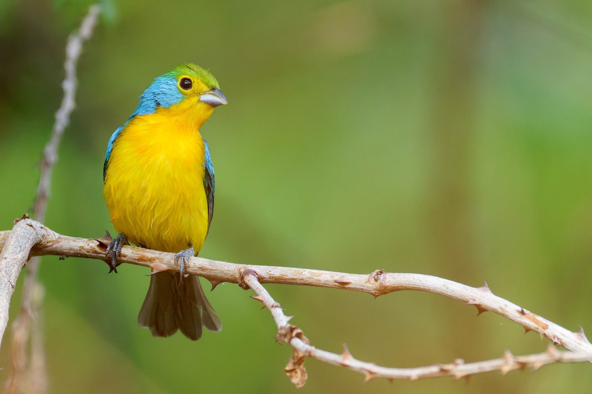 Orange-breasted Bunting - ML647805914