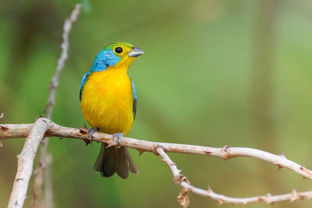 Orange-breasted Bunting - ML647805915