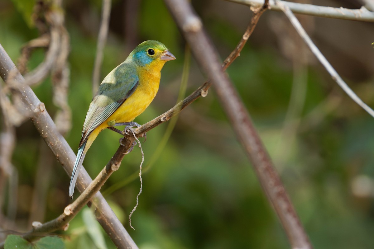 Orange-breasted Bunting - ML647805916