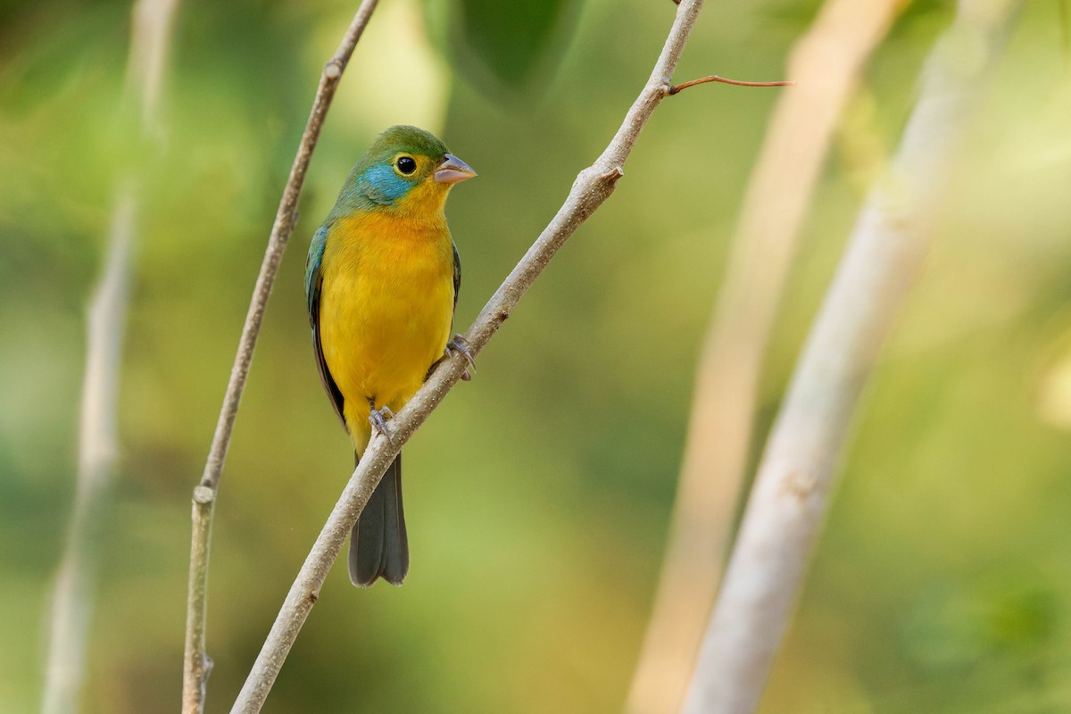 Orange-breasted Bunting - ML647805917
