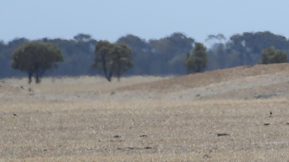 Australian Pratincole - ML647805918