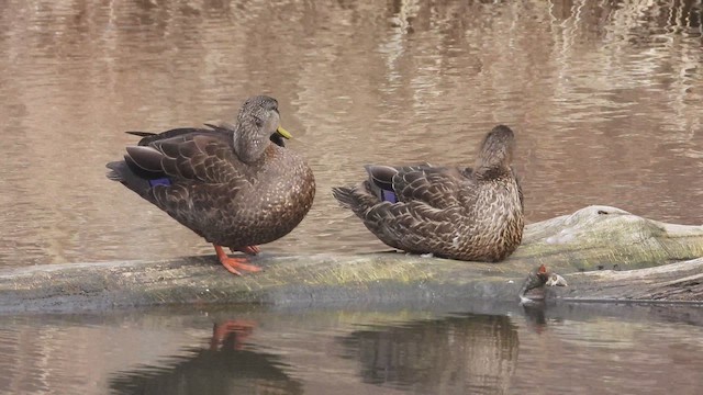 Ánade Sombrío - ML647805920