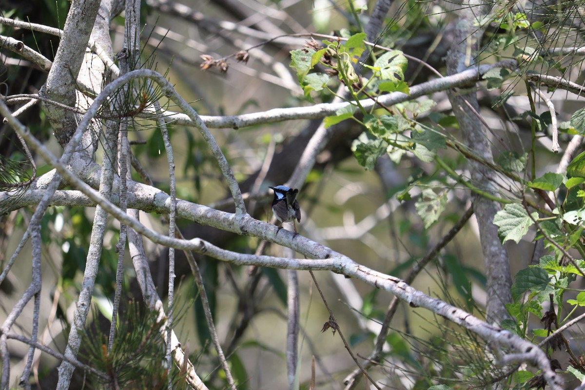 Superb Fairywren - ML647805921