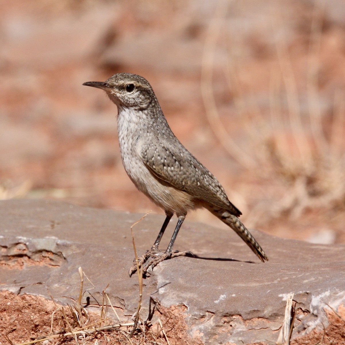 Rock Wren - ML647805922