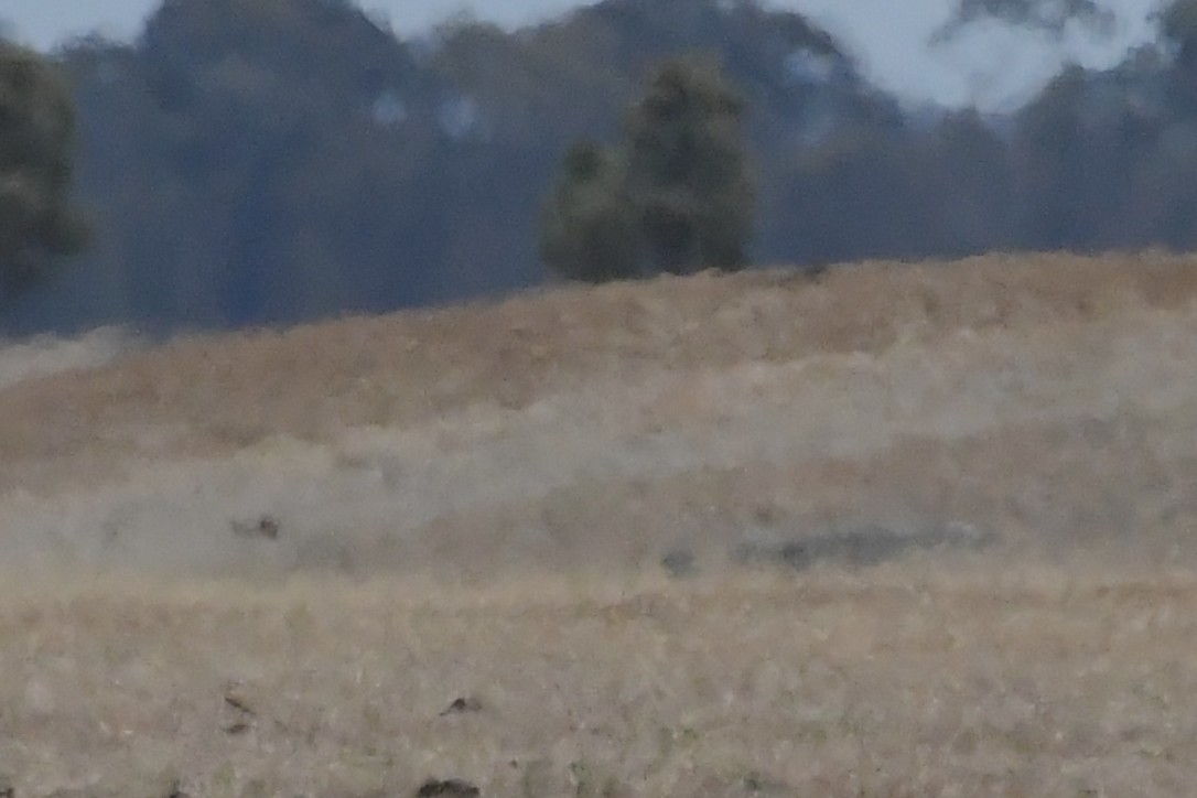 Australian Pratincole - ML647805923