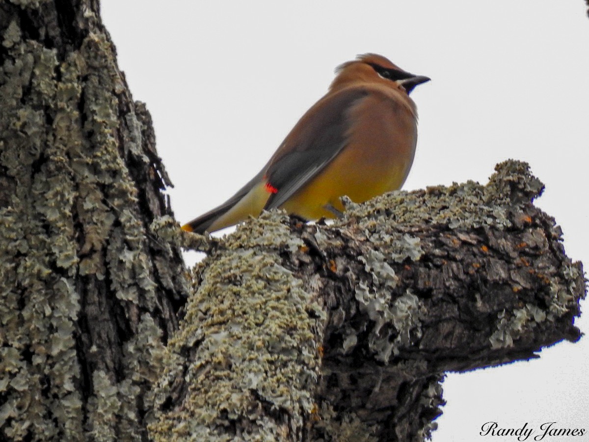 brkoslav americký - ML647805940