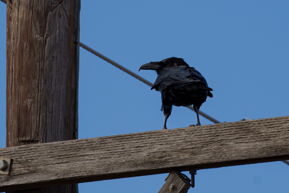 עורב שחור - ML647805950